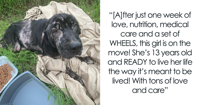 When She Was Found Dumped In An Empty Field, She Was Barely Living, But Love And Care Did Wonders