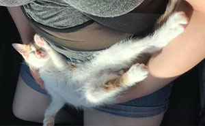 Girl Loses It When Woman Adopts A Cat She Wanted At The Shelter As Punishment For Torturing It