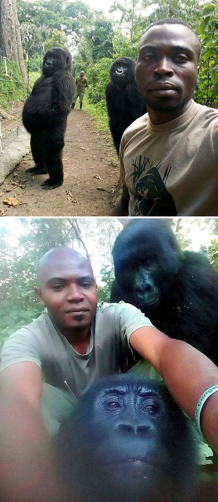 Anti-Poachers Takes Selfie With Gorillas They Are Protecting