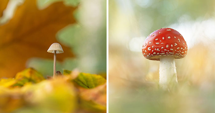 My 15 Closeup Photos Showcasing The Beauty Of Nature In Autumn