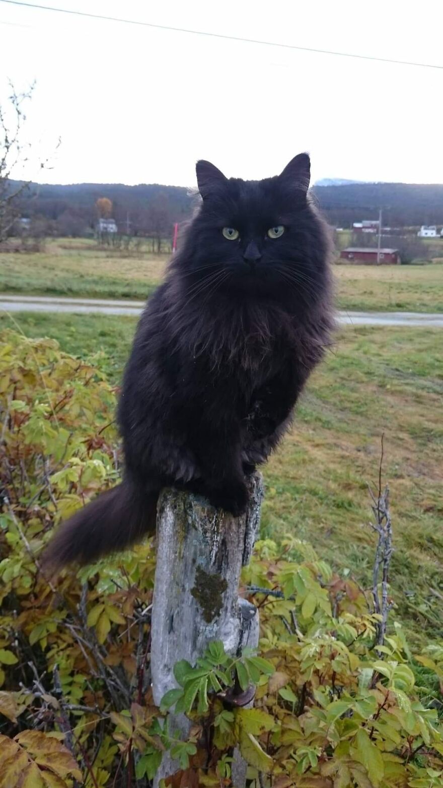 Look At My Fantastic View Outside The Kitchen Window. This Is My Cat Akira