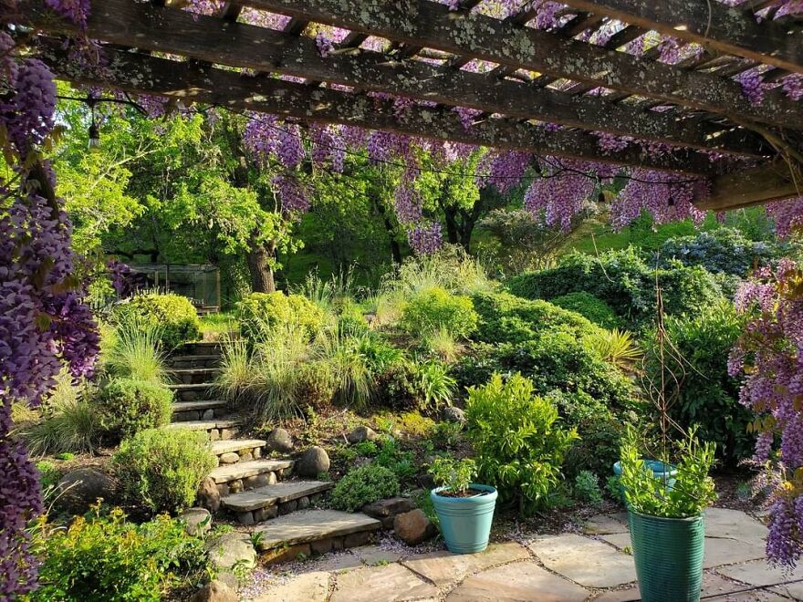 View From My Kitchen Window, When The Wisteria Is About To Bloom. April, Novato, California USA