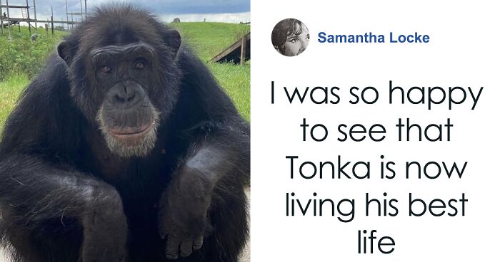 PETA Lawyer Exclusively Opens Up Amid Before And After Photos Of Tonka From “Chimp Crazy”