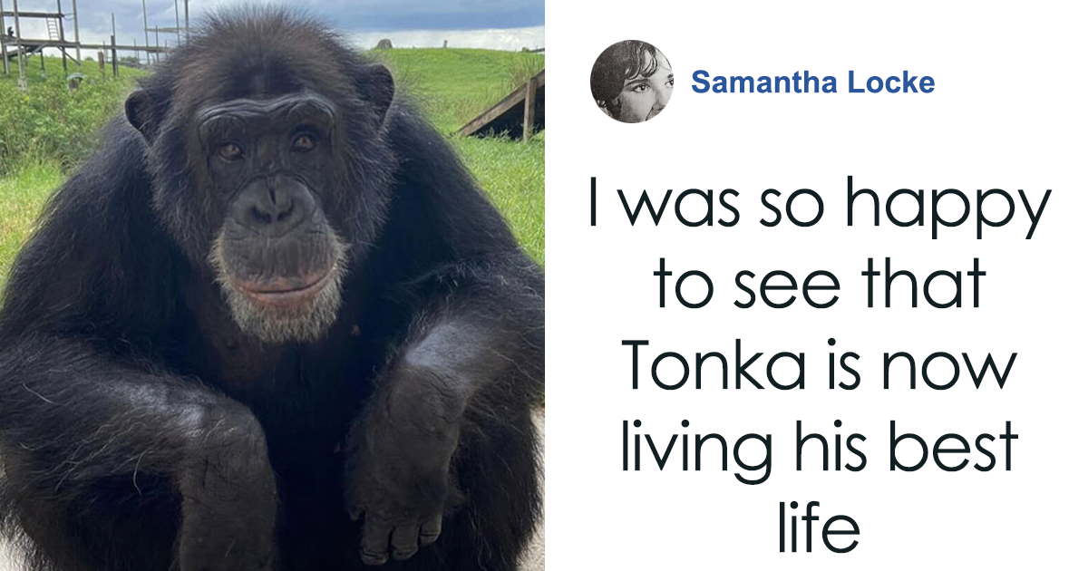 Exclusive: “Chimp Crazy” Lawyer Recalls Tonka’s Rescue As Broker Claims Show Was “Non-Factual”