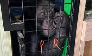 PETA Lawyer Exclusively Opens Up Amid Before And After Photos Of Tonka From “Chimp Crazy”