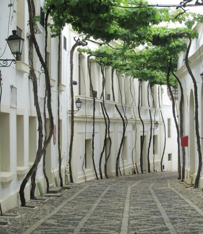 Extraordinary Vine Canopy In Jerez De La Frontera Spain