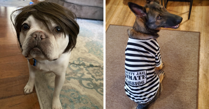  We're Dressing Our Pets In These 22 Halloween Costumes (And We're Not Sorry)