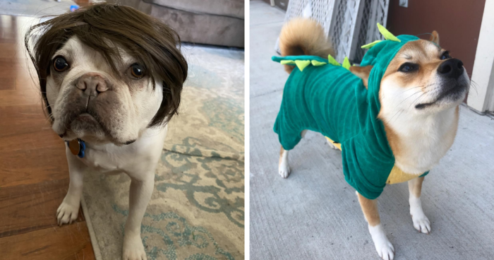 We’re Howling With Laughter At These 22 Pawsome Pet Halloween Costumes