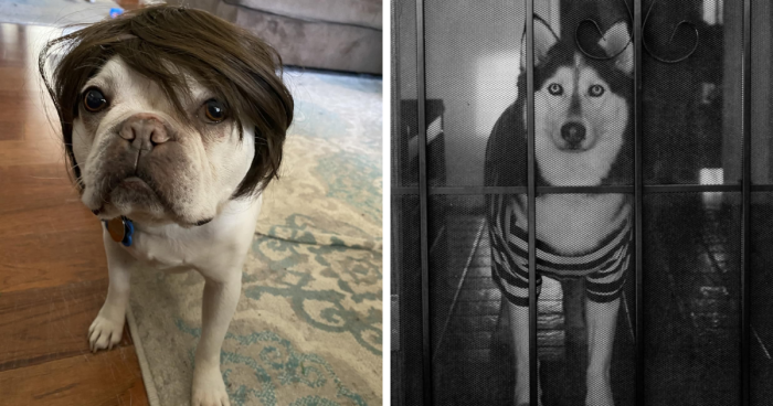 We Can't Handle The Cuteness: 22 Pet Halloween Costumes That Are Too Adorable