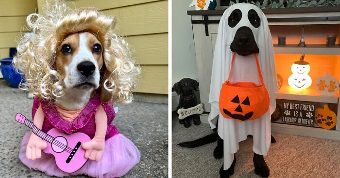 Tails Will Be Wagging: 22 Halloween Costumes Your Pets Will Actually Love 