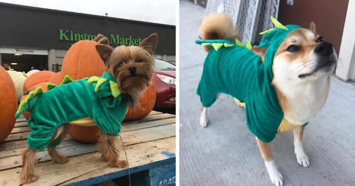 We’re Howling With Laughter At These 22 Pawsome Pet Halloween Costumes