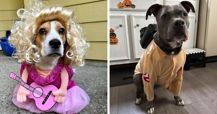 We’re Howling With Laughter At These 22 Pawsome Pet Halloween Costumes