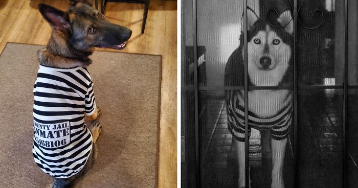 From Cute To Spooky: 22 Pet Costumes That'll Win Every Halloween Contest