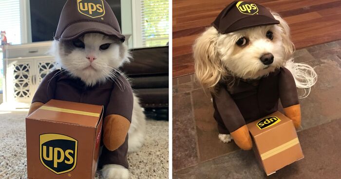 We're Guilty Of Over-The-Top Pet Parenting With These 22 Halloween Costumes