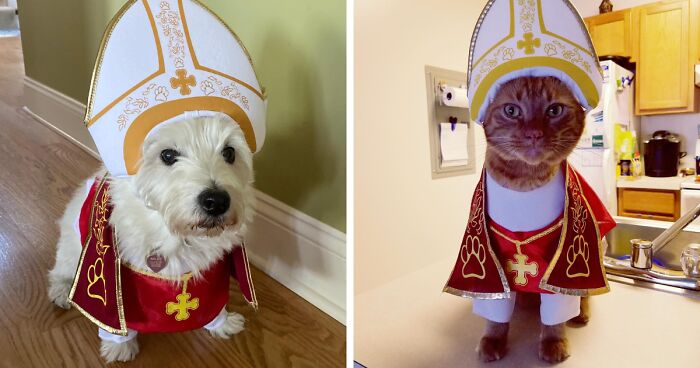 Fur Real? 22 Pet Halloween Costumes That Are Almost Too Good To Be True