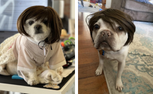 We’re Howling With Laughter At These 22 Pawsome Pet Halloween Costumes