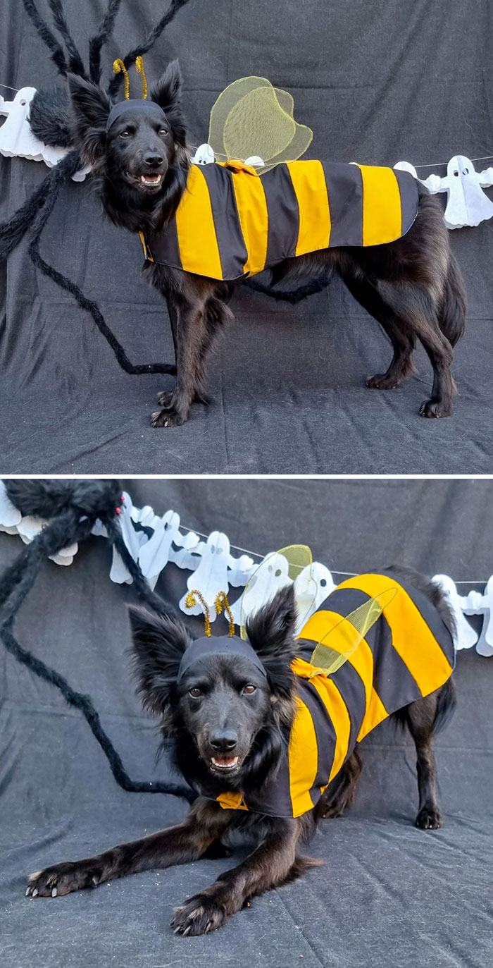 I Don't Always Sew, But When I Do, It's A Halloween Costume For My Dog