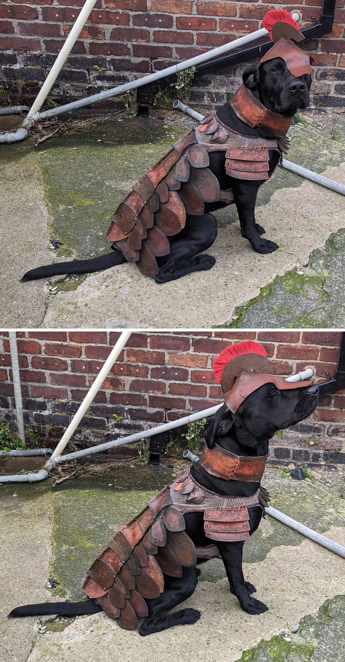 Couldn't Find A Costume I Liked For My Labrador, So I Made One