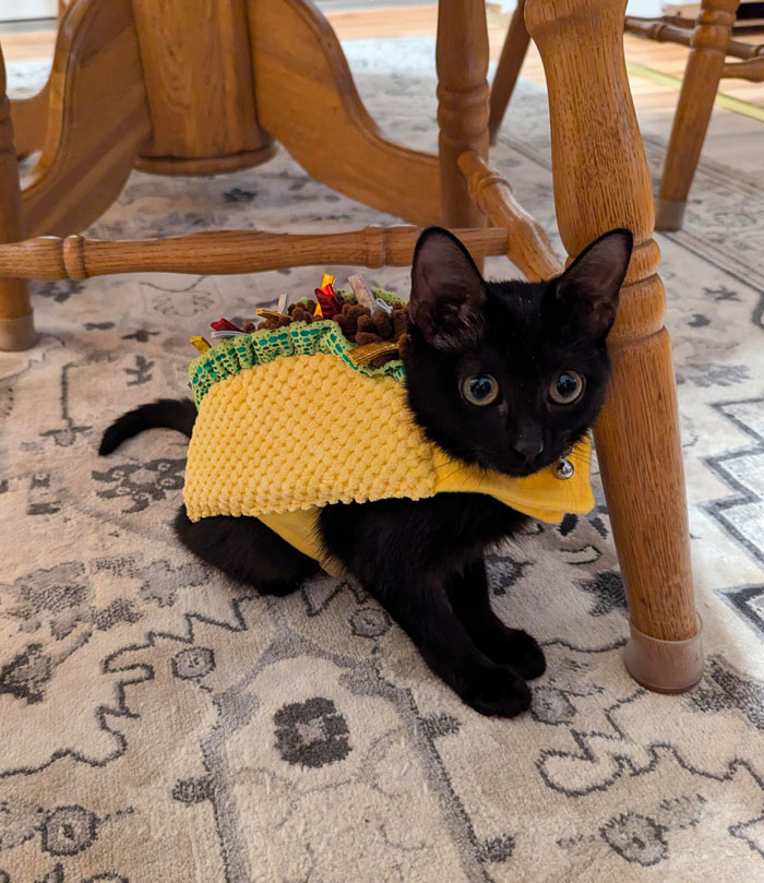 Had To Start Her First Halloween Season On A Strong Taco Start This October