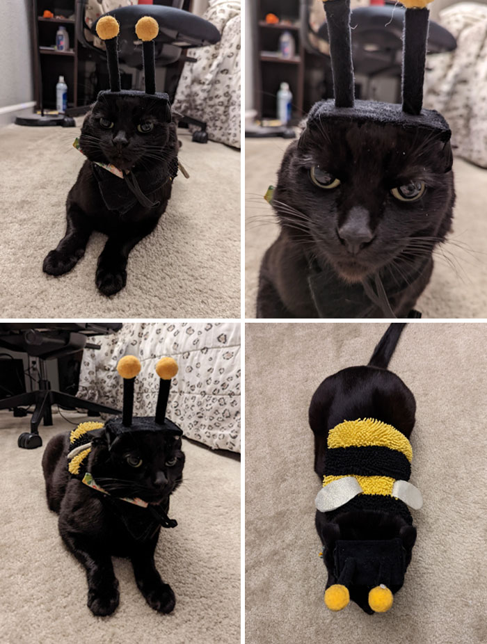 Happy Halloween From Bumble Kitty. She's A Little Angry Bee