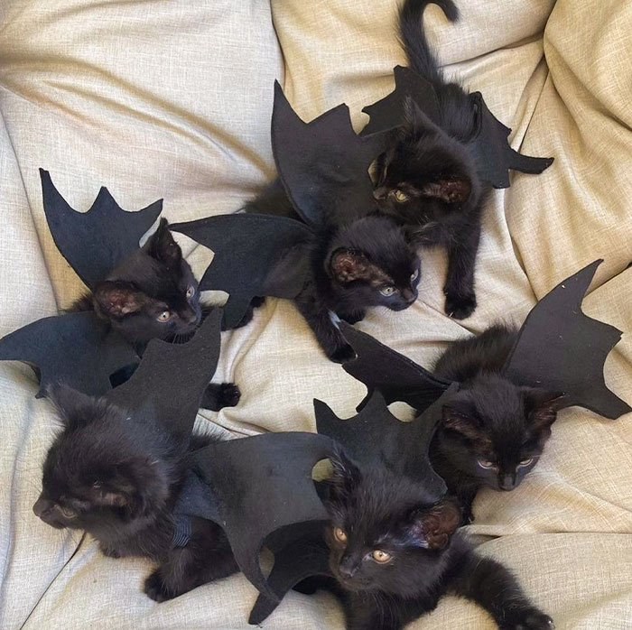 One Of Our Foster Families Had Too Much Fun Turning This Litter Of Black Kitties Into The Cutest Bats Around