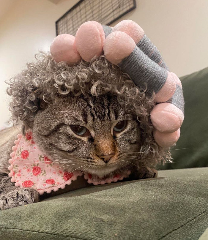 Friend Sent Me A Picture Of Her Daughter’s Cat. He’s A Grumpy Grandma For Halloween