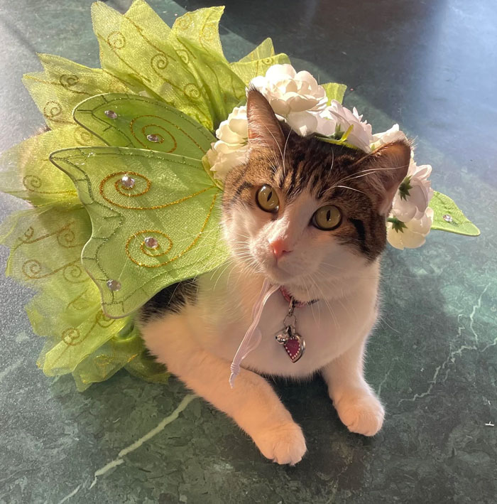 Is She A Fairy Or A Cat?