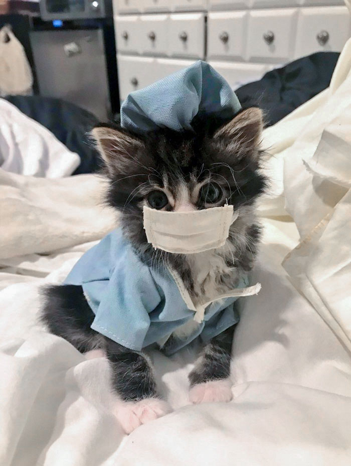 Dr. Meow At Your Service