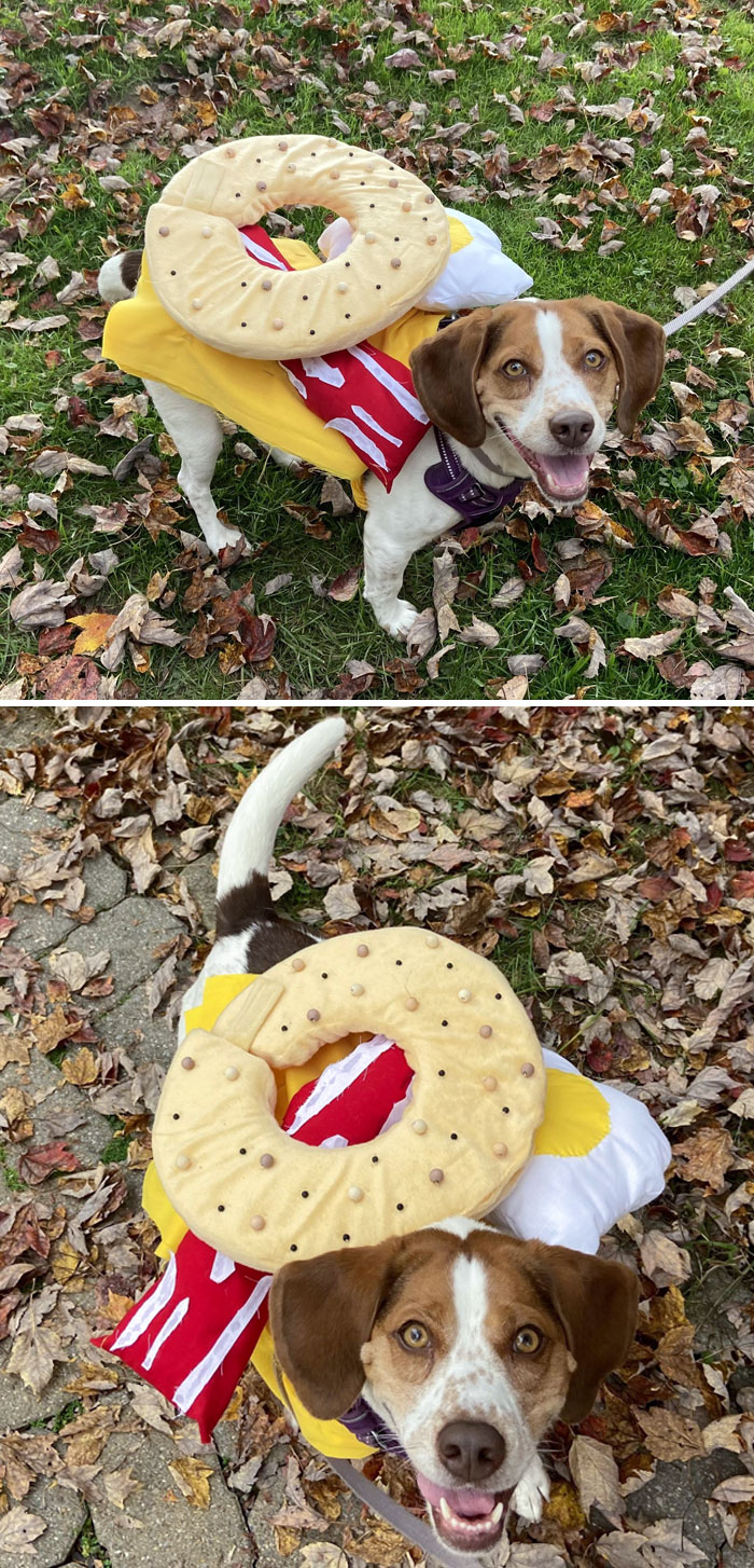 Happy Halloween From My Bacon, Egg, And Cheese On An Everything Beagle