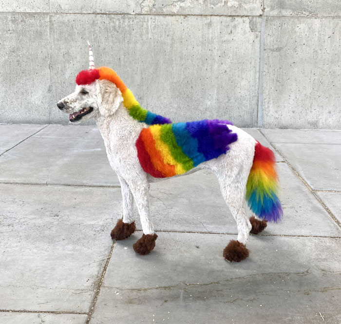 My Dog’s Unicorn Costume