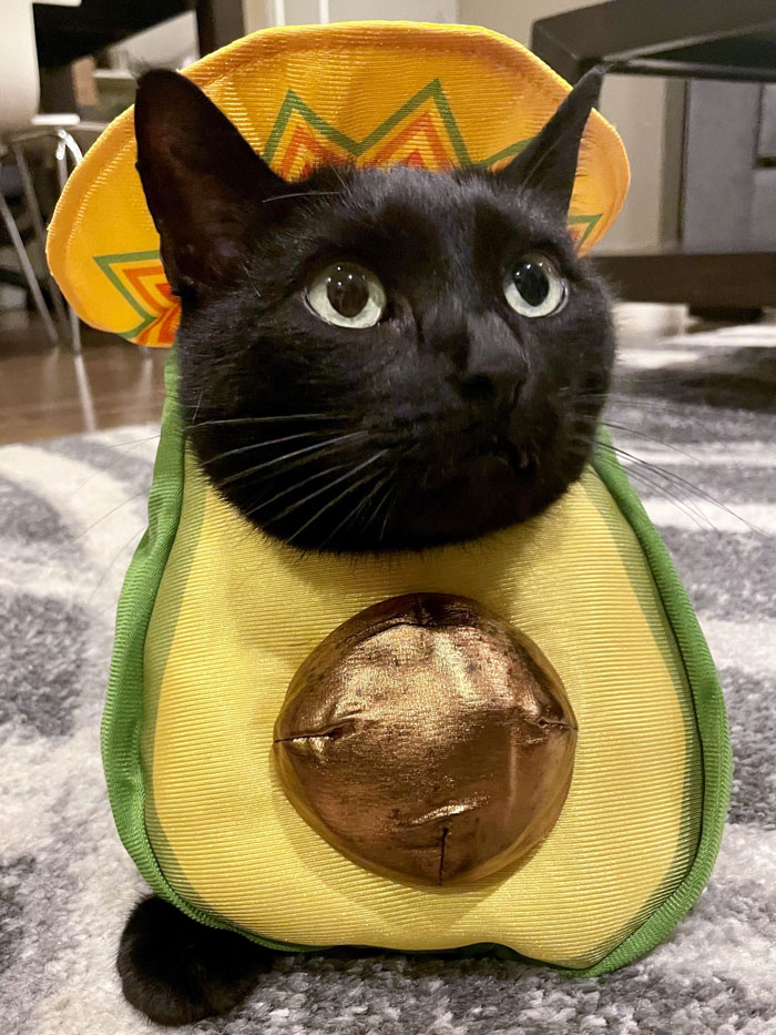 My Avocatto Named Romeo. He Has Never Minded Playing Dress Up And Was Purring And Walking Around The Entire Time