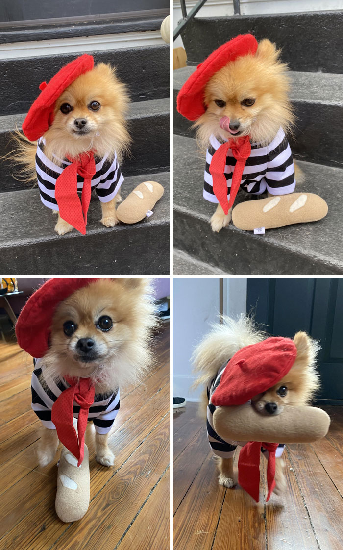 Happy Halloween From My Foster Pomeranian Remy