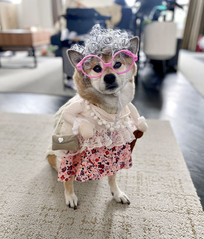 She Won The Halloween Costume Contest For Pets At An Animal Hospital I Work At