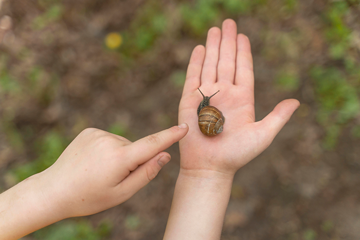 Child's hand holding a snail, with another hand pointing, showcasing a discovery.