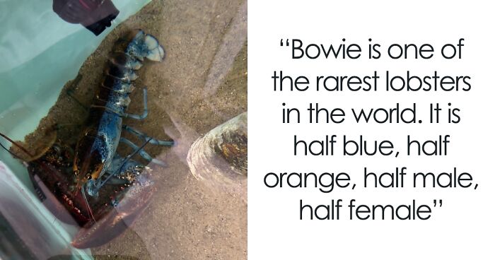 Super Rare Half Male, Half Female Lobster Goes Viral As Netizens Get Very Invested In Its Story