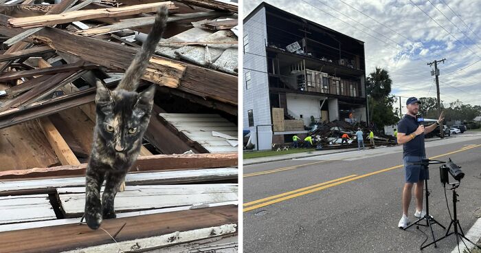 Reporter Arrives To Check Hurricane's Damage And Is Met By Fluffy Survivor