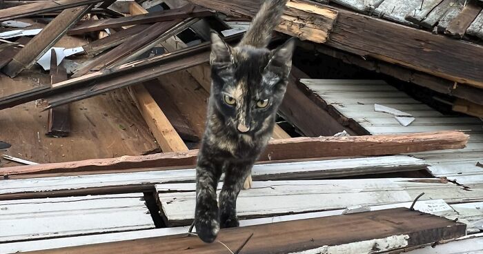 Netizens Are Happy For This Survivor Cat Who Got A New Family After Being Discovered In The Rubble