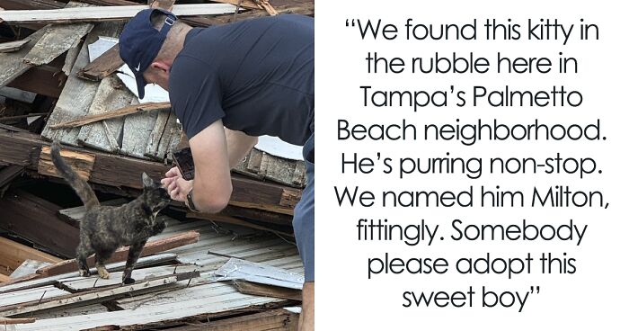 Reporter Arrives To Check Hurricane's Damage And Is Met By Fluffy Survivor