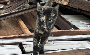 Reporter Arrives To Check Hurricane’s Damage And Is Met By Fluffy Survivor