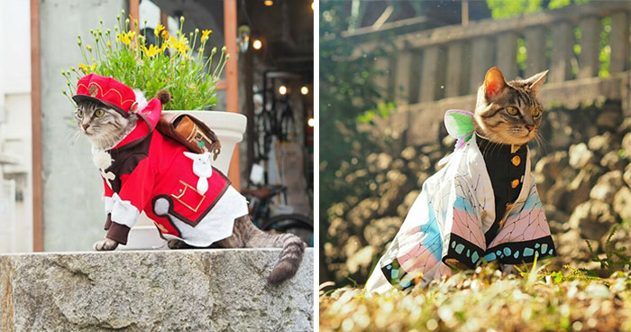 34 Handmade Costumes That This Guy Created For His Cats’ Cosplays (New Pics)