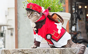 34 Handmade Costumes That This Guy Created For His Cats' Cosplays (New Pics)