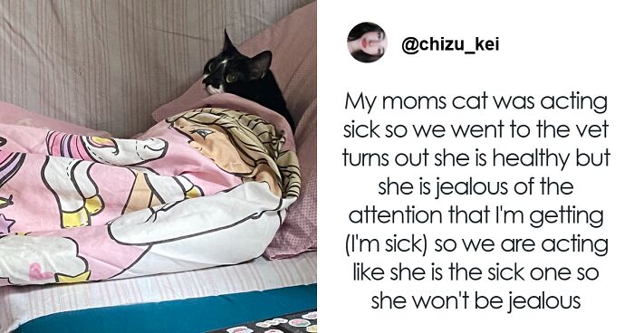 Caught In The Act: 50 Hilarious Posts That Show Cats Being The Jerks We Love (New Pics)