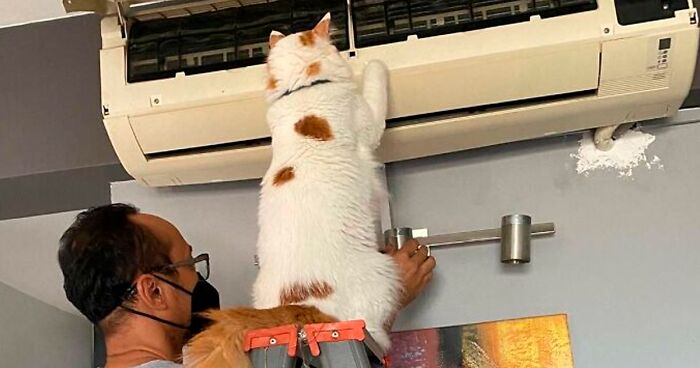 80 Cute Cats With Jobs Who Managed To Find A Healthy Work-Life Balance (New Pics)