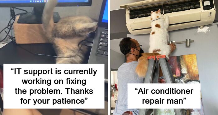 80 Times People Caught Cats Hard At Work And Had To Take A Pic (New Pics)