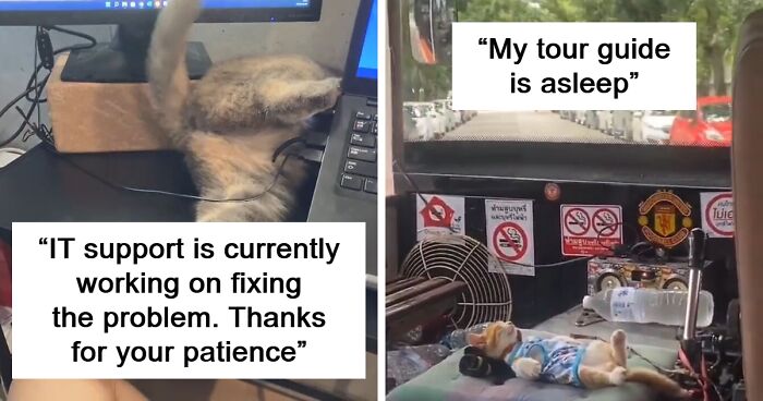 80 Times Cats Showed How Work Is Supposed To Be Done (New Pics)