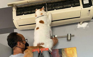 50 Of The Most Adorable Cats That Need A Raise For Their Top-Tier Work Ethic (New Pics)