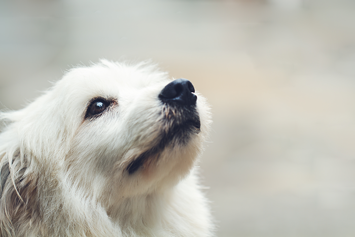 Guy Almost Lets His Kids’ Dog Die Out Of Carelessness, Clueless Why The Kids Suddenly Hate Him 