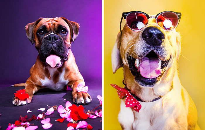 My 13 Colorful And Vibrant Canine Portraits That I Took For A Dog Calendar