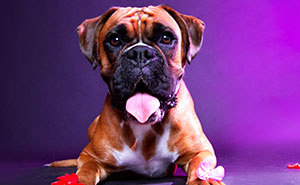 My 13 Colorful And Vibrant Canine Portraits That I Took For A Dog Calendar