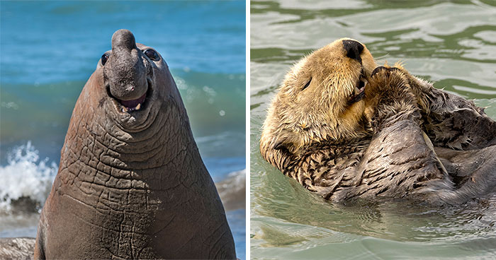 30 Of The Funniest Photos From This Year’s Nikon Wildlife Photography Contest That Are Comedy Gold